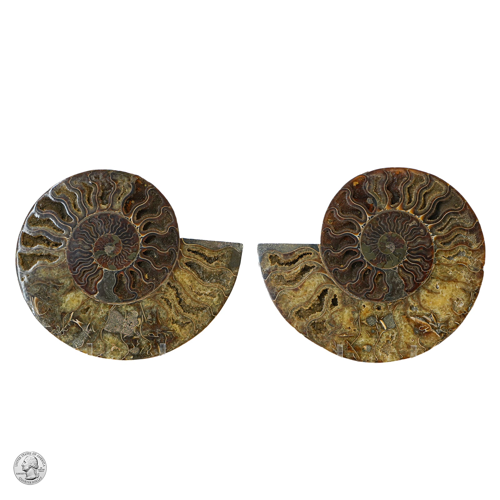AMMONITE PAIR