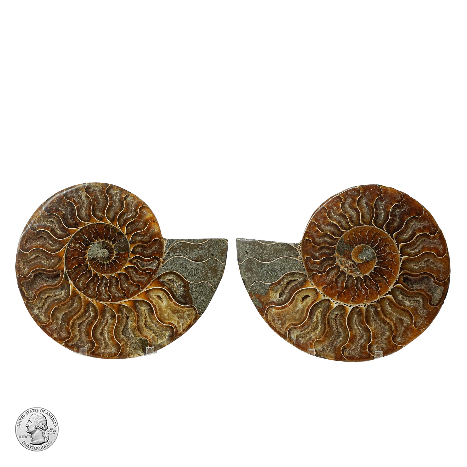 AMMONITE PAIR