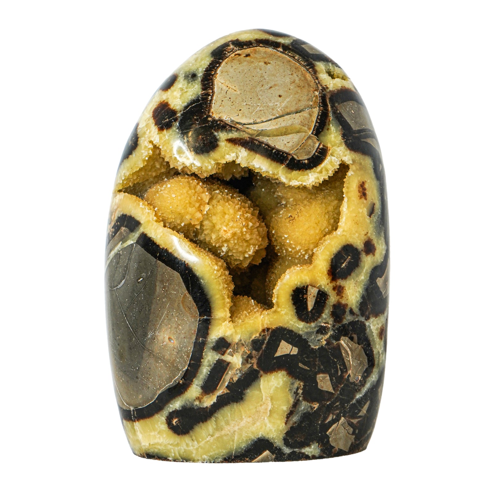 SEPTARIAN FREE FORM