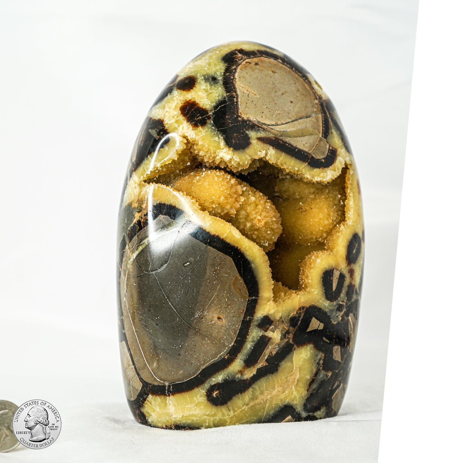 SEPTARIAN FREE FORM