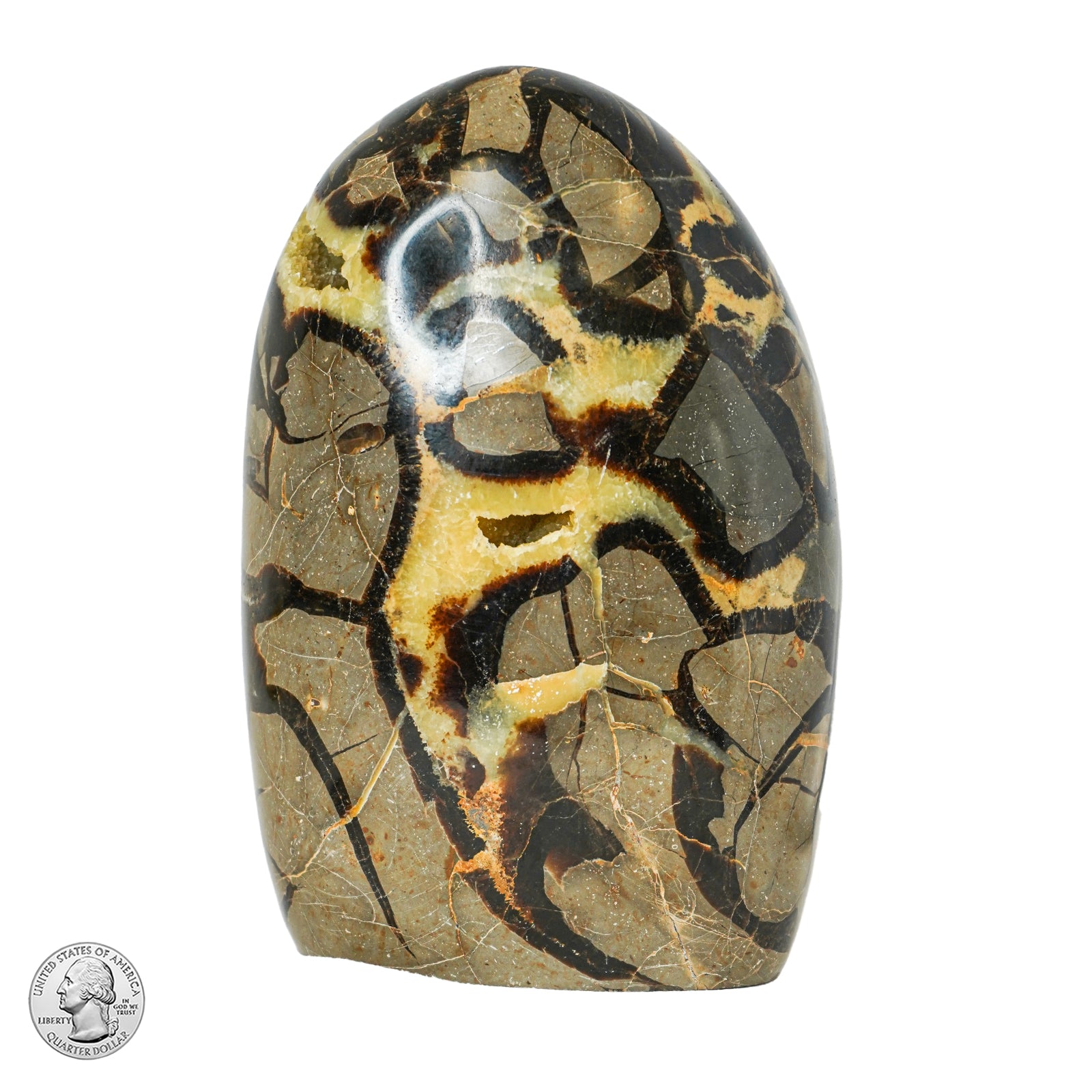 SEPTARIAN FREE FORM