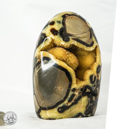 SEPTARIAN FREE FORM